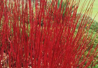 Kırmızı Gövdeli Süs Kızılcığı / Cornus alba 'Sibirica'