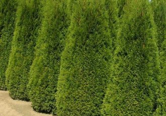 Batı Mazısı  (Thuja Occidentalis “Smaragd”)