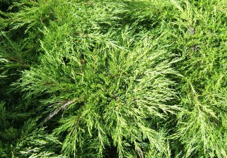 Sabin Ardıç / Juniperus sabina