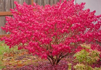 Yanar Taflan / Euonymus alatus