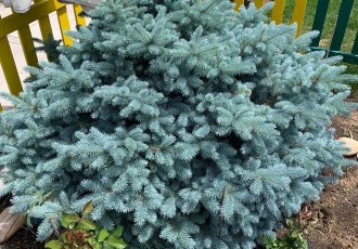 Bodur Mavi Ladin / picea pungens ''Globosa''