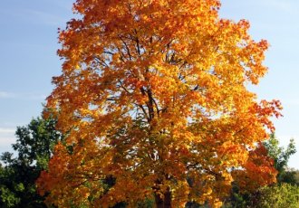 Çınar yapraklı akçaağaç / acer platanoides