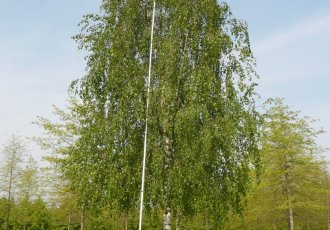 Huş / betula pendula