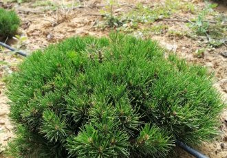 Bodur Dağ Çamı / pinus mugo globosa