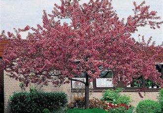 Süs Elması / Malus Floribunda