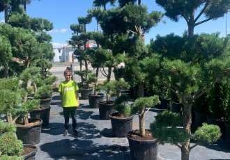 Bonsai Sarıçam / pinus sylvestris