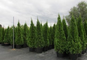 Piramid Mazı / thuja orientalis pyramidalis