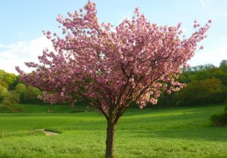 Süs Kirazı / Prunus serrulata kanzan