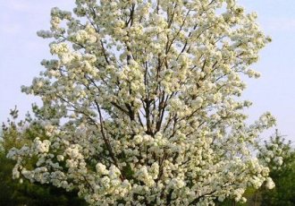 Süs Armudu / Pyrus calleryana