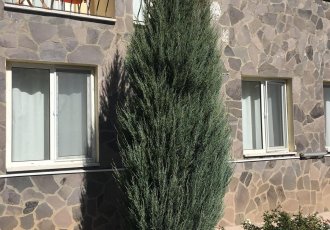 Kalem Ardıç / juniperus virginiana skyrocket