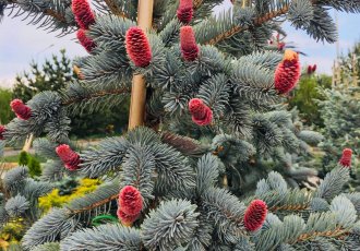 Aşılı mavi Ladini / Picea pungens hoopsii