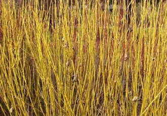 Sarı Gövdeli Süs Kızılcığı / Cornus stolonifera 'Flaviramea'